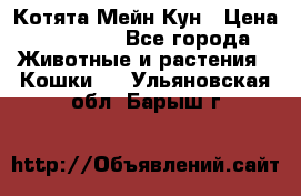 Котята Мейн Кун › Цена ­ 15 000 - Все города Животные и растения » Кошки   . Ульяновская обл.,Барыш г.